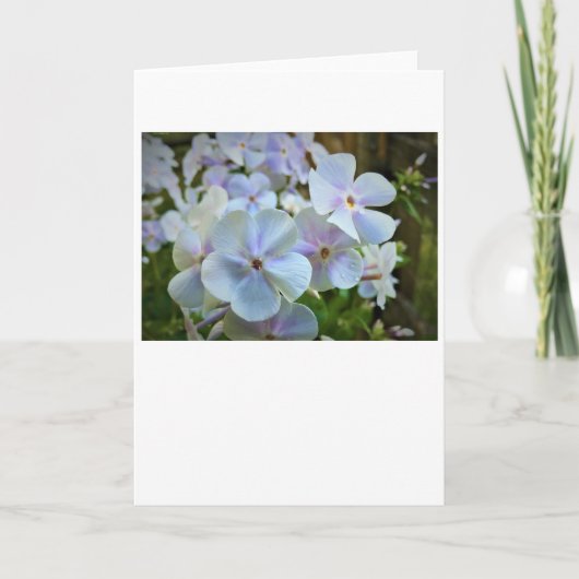 Phlox, carte (Devant)