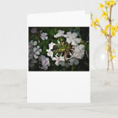 Phlox, carte (Fleur jaune)