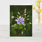 Phlox, carte (Fleur jaune)
