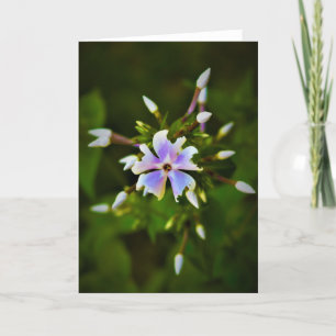 Phlox, carte