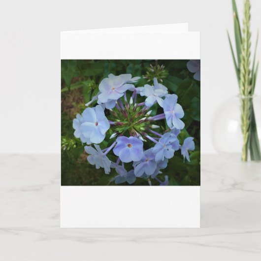 Phlox, carte (Devant)