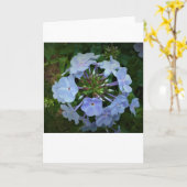 Phlox, carte (Fleur jaune)