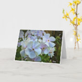 Phlox, carte (Fleur jaune)