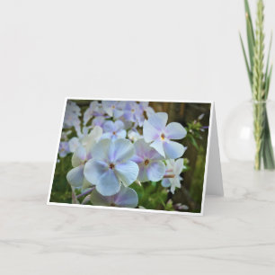 Phlox, carte