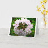 Phlox, carte (Fleur jaune)