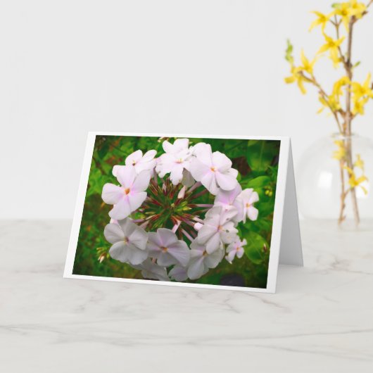 Phlox, carte (Fleur jaune)