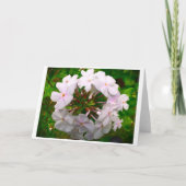 Phlox, carte (Devant)