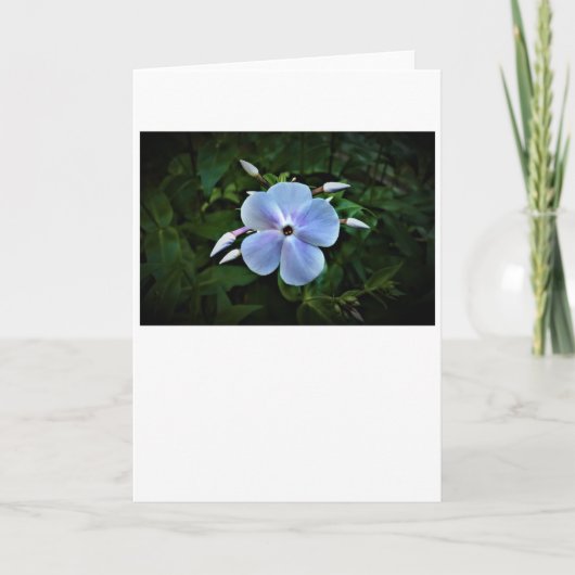 Phlox, carte (Devant)