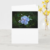 Phlox, carte (Fleur jaune)