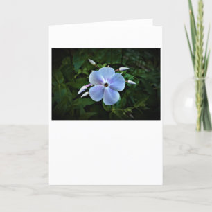 Phlox, carte