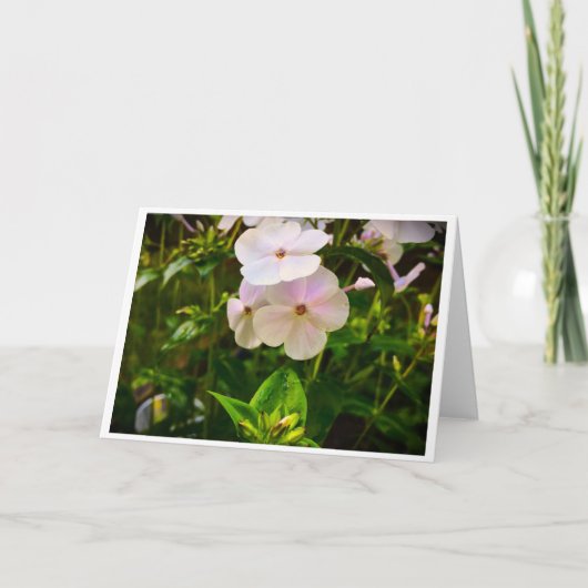 Phlox, carte (Devant)