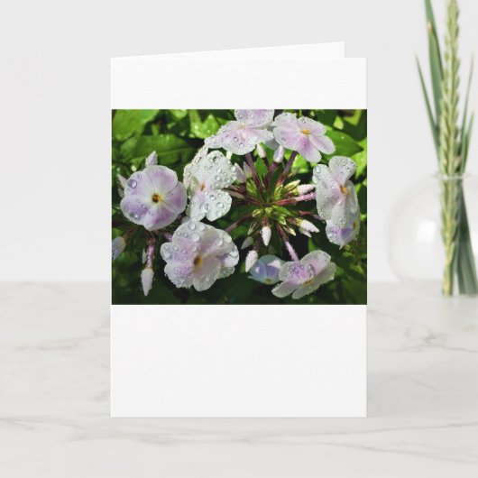 Phlox, carte (Devant)