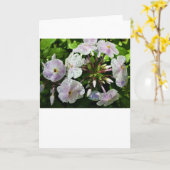 Phlox, carte (Fleur jaune)