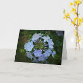 Phlox, carte (Fleur jaune)