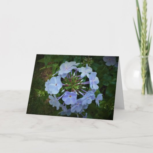 Phlox, carte (Devant)