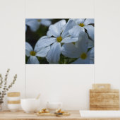 Phlox Close-up Poster (Keuken)