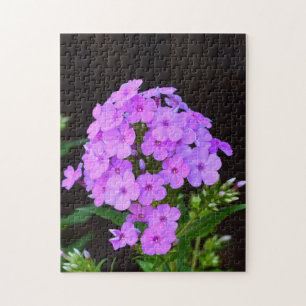 Phlox "David's Lavender" Legpuzzel