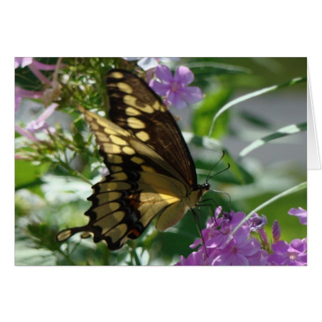 Phlox de Butterfly&Lavendar de machaon (Devant horizontal)