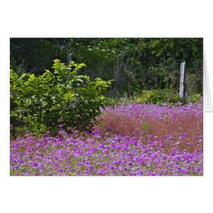 Phlox de Drummond, Phlox drummondi, Hilton Head
