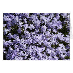 Phlox de rampement