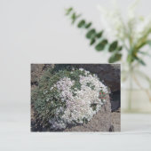 Phlox diffusa briefkaart (Staand voorkant)