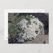 Phlox diffusa briefkaart (Voorkant / Achterkant)