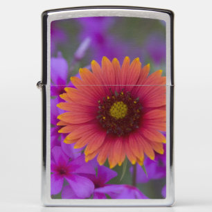 Phlox en Indianengeband bij Devine Texas