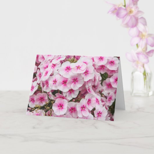 Phlox. Friary Gardens, Cardiff, Wales. Kaart (Orchidee)