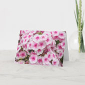 Phlox. Friary Gardens, Cardiff, Wales. Kaart (Voorkant)