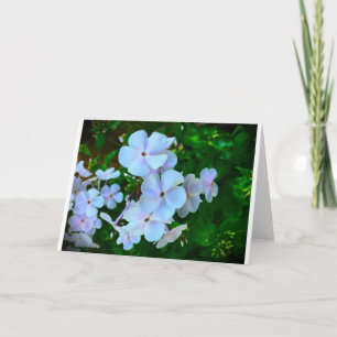 Phlox, Kaart