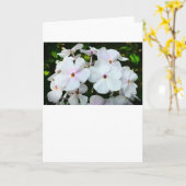 Phlox, Kaart (Gele Bloem)