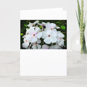 Phlox, Kaart