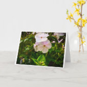 Phlox, kaart (Gele Bloem)