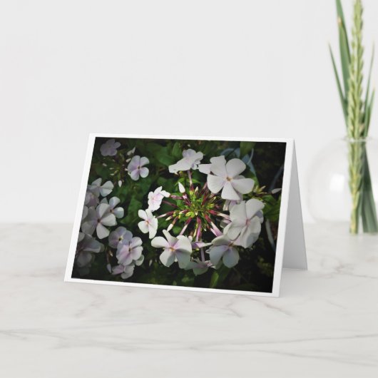 Phlox-kaart Kaart (Voorkant)