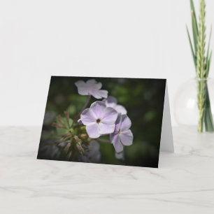 Phlox-kaart Kaart