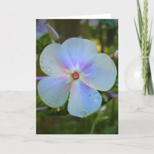 Phlox-kaart Kaart