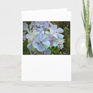 Phlox-kaart Kaart