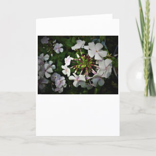 Phlox-kaart Kaart