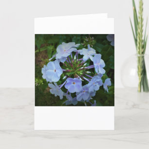 Phlox-kaart Kaart
