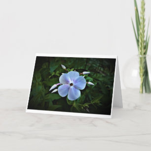 Phlox-kaart Kaart