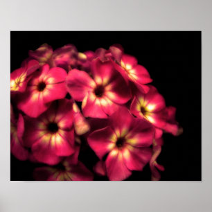 Phlox Pink Poster