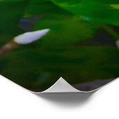 Phlox Poster (Hoek)