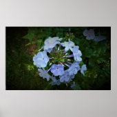 Phlox Poster (Voorkant)