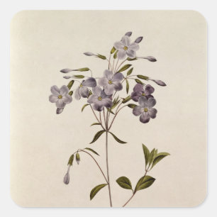 Phlox reptans vierkante sticker