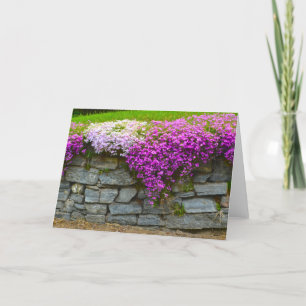 Phlox Stone Wall Notecard Kaart