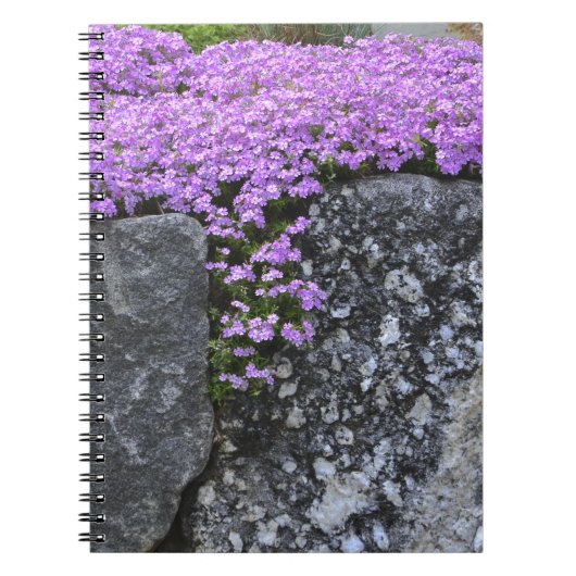 Phlox Sur Carnet Mur De Pierre (Devant)