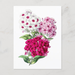 Phlox Vintage Botanische Ansichtkaart Briefkaart