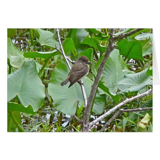 Phoebe Flycatcher (Devant Horizontal)