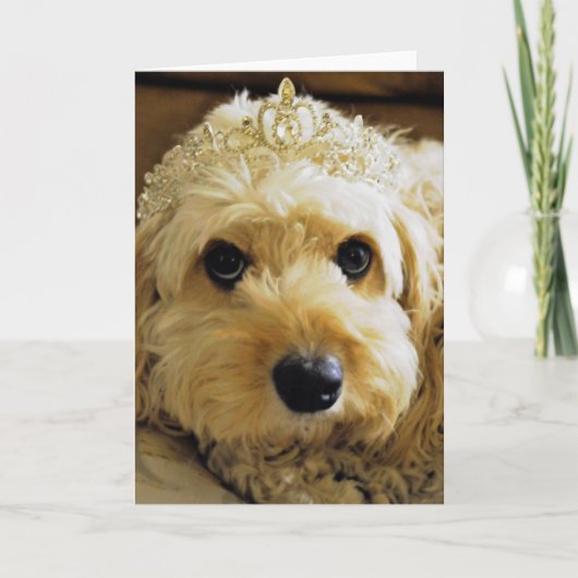 PhoebethePrincess, Carte de voeux Cavapoo (Devant)