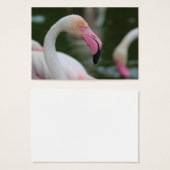 Phoenicopterus roseus (Devant & derrière)